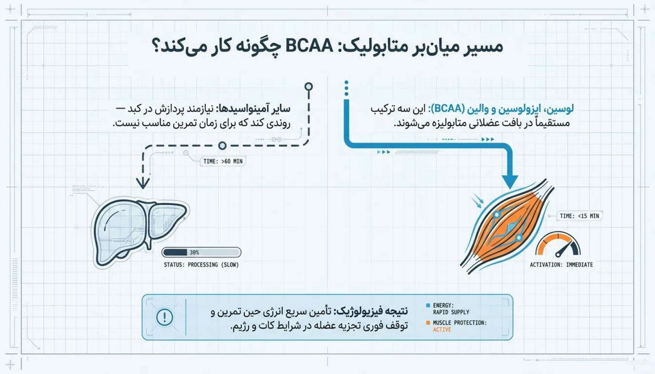 BCAA چیست-بی سی ای ای-پارسی بادی