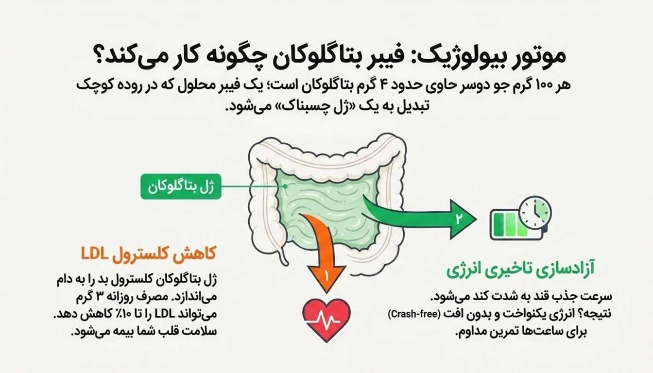فیبر بتاگلوکان-جو دوسر پرک-پارسی بادی