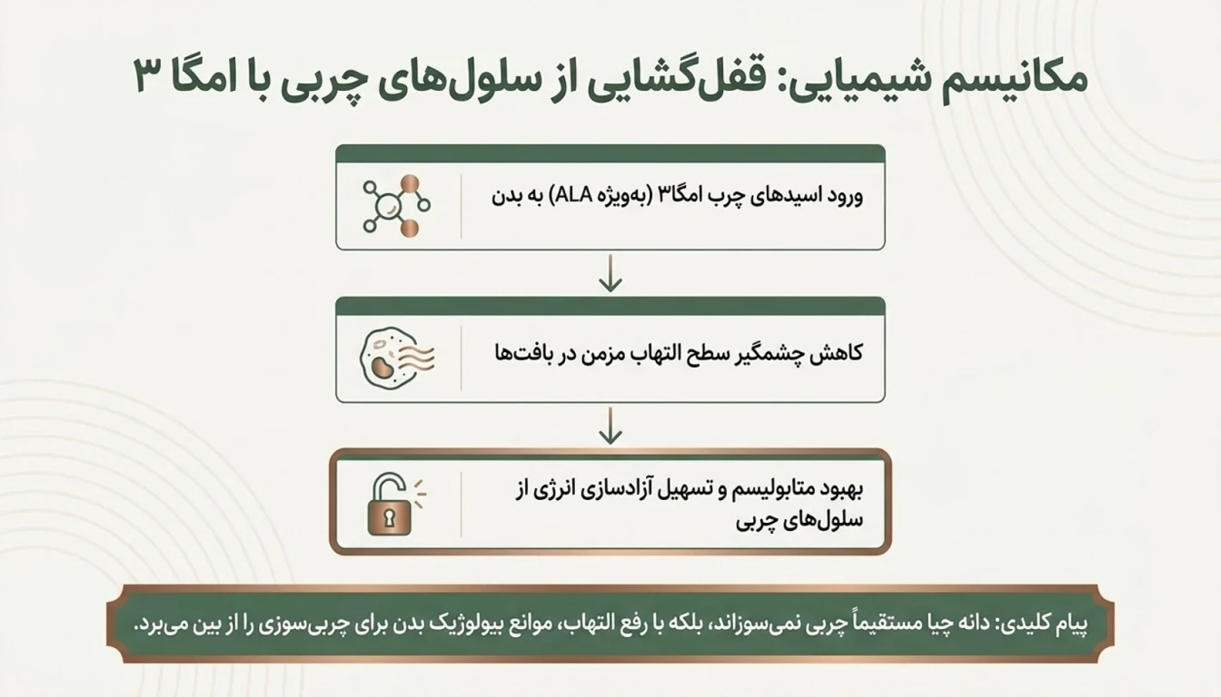 مکانیسم اثر فیبر و امگا ۳ در کاهش وزن-تاثیر دانه چیا در لاغری-دانه چیا- پارسی بادی