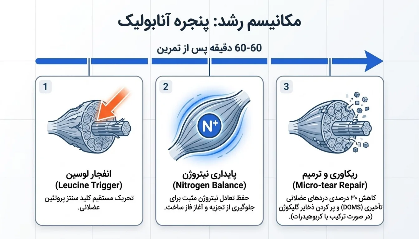 مزایای پروتئین وی پگاه تهران برای افزایش حجم و عضله سازی-وی پگاه تهران-مزایای وی پگاه-پارسی بادی