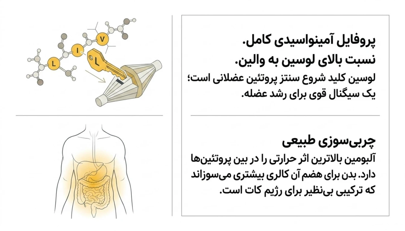 پروفایل آمینواسیدی؛ چرا آلبومین خاص است؟-پودر آلبومین-پودر سفیده تخم مرغ- پارسی بادی