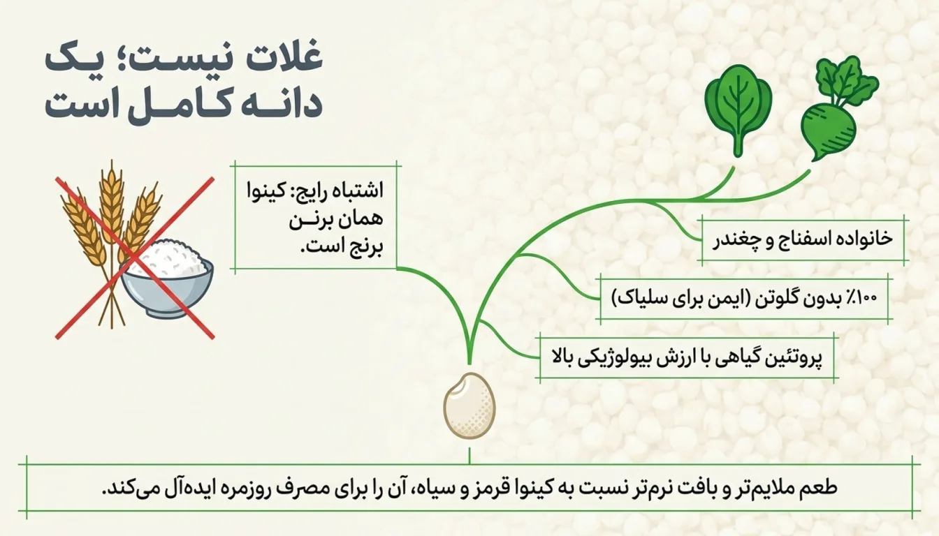 کینوا سفید-خرید کینوا سفید- قیمت کینوا-پارسی بادی