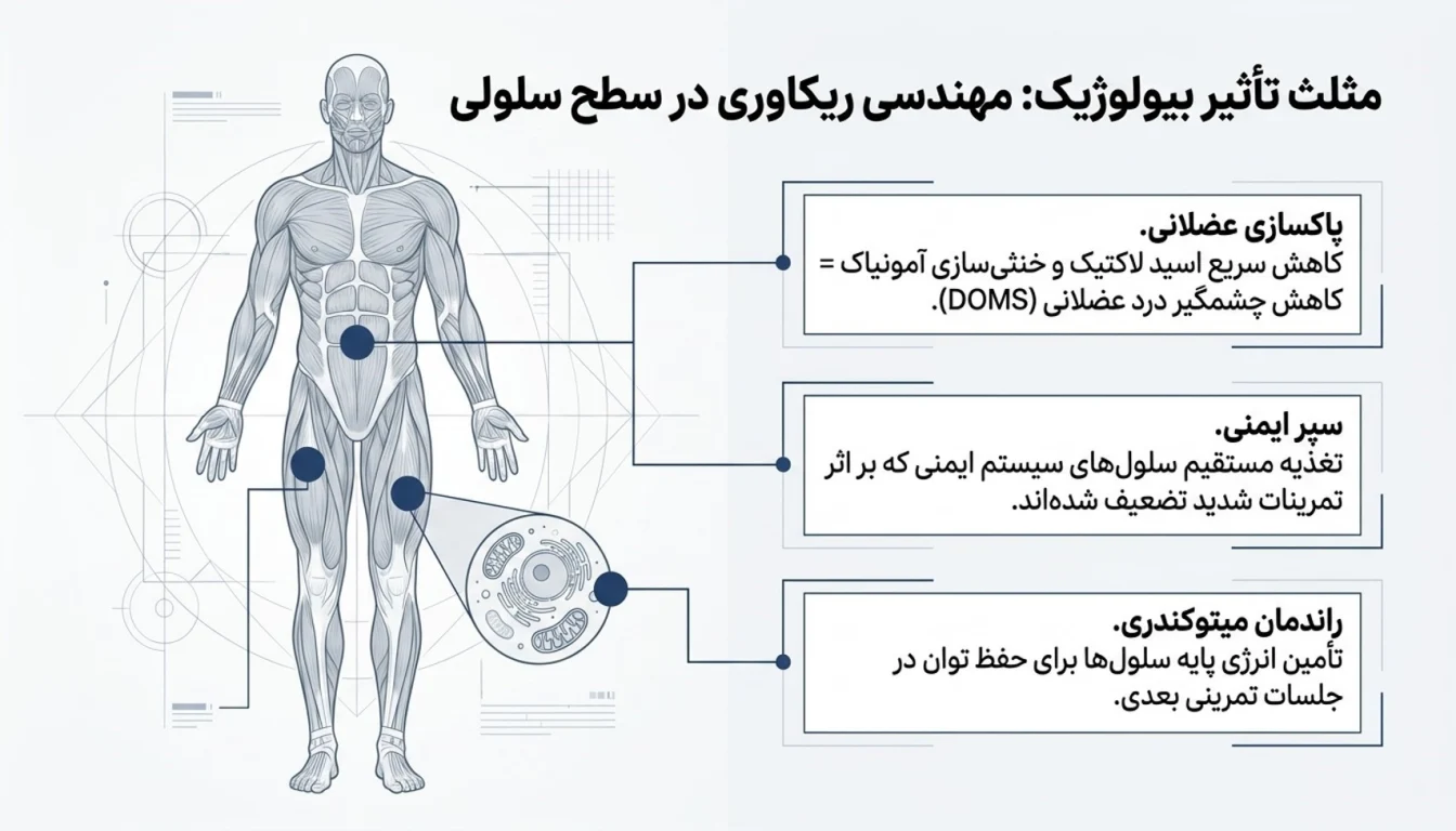 مزایای مصرف گلوتامین کاله برای ریکاوری عضلات-مزایای گلوتامین کاله-پارسی بادی